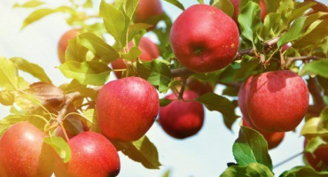 Apple tree tolunai - odrůdová produktivita a chuť